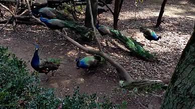 4K实拍北京动物园孔雀栖息地生活视频的预览图